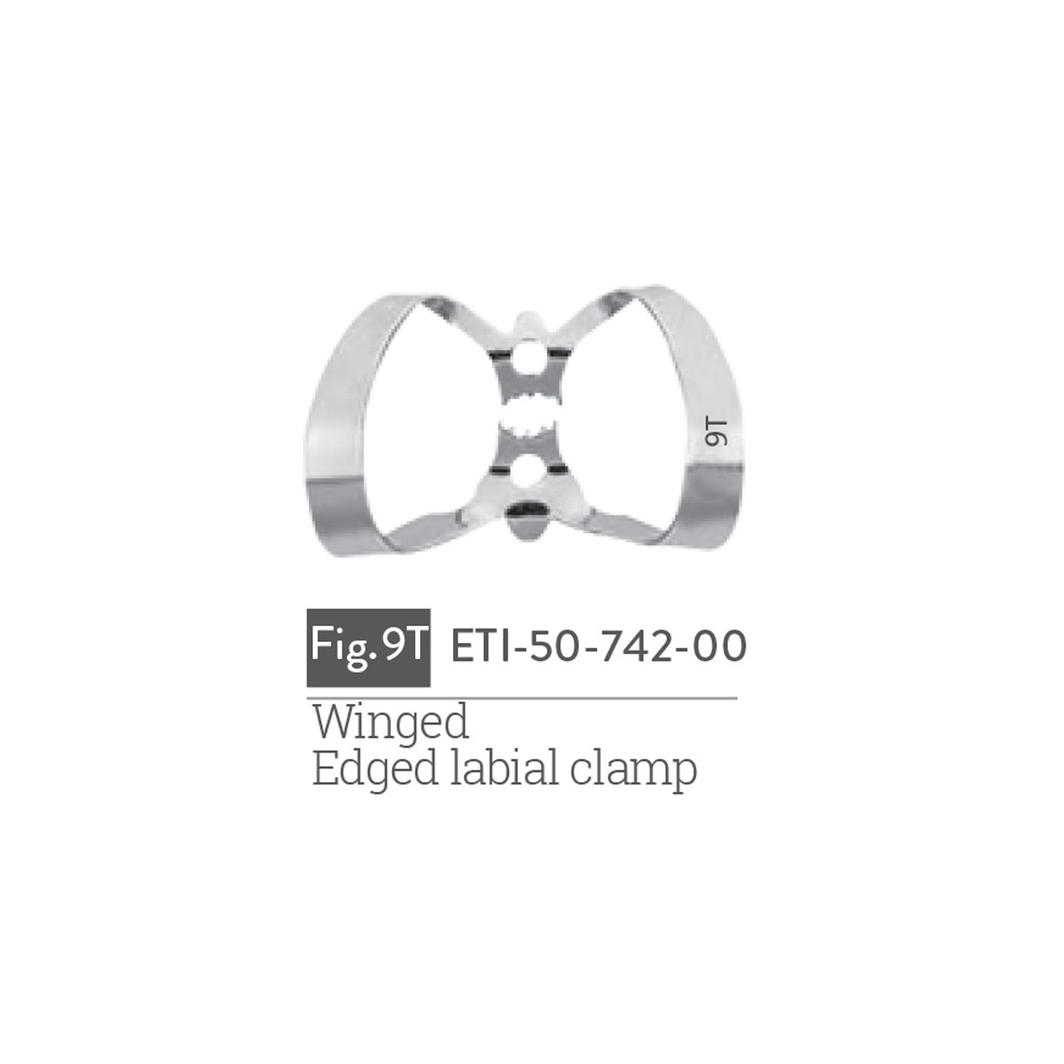 winged-edged-labial